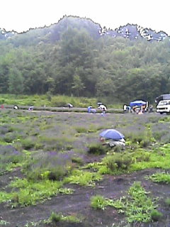 雨降ってもラベンダー