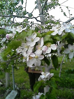 リンゴの花満開です。