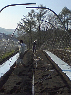 花豆の支柱たて