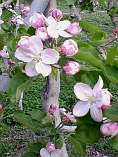 リンゴの花