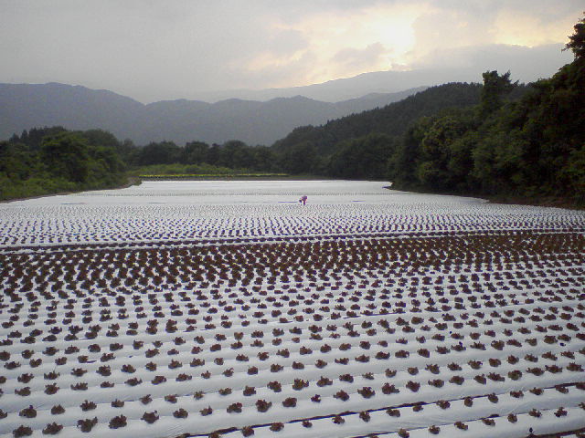 広いレタス畑その④