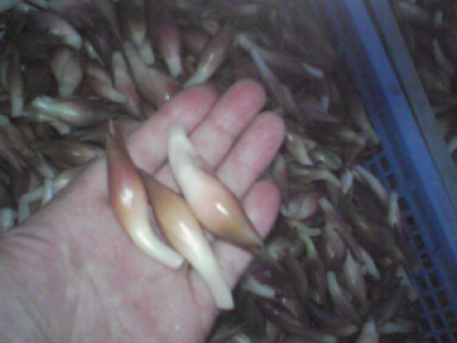 おすすめ料理卍