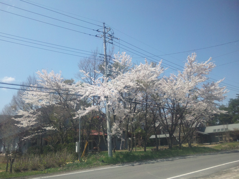 桜